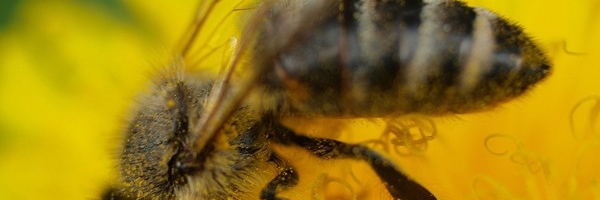 sdm yellow bee