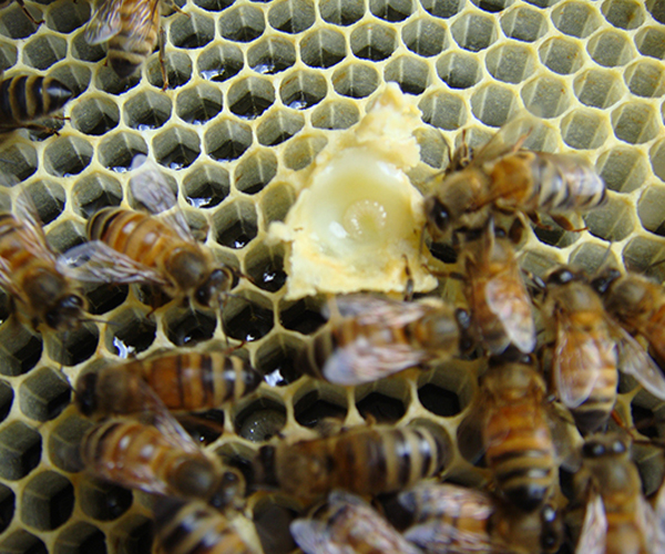 Bees on honeycomb with a queen cell containing royal jelly
