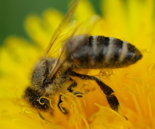 Honey bee collecting pollen from a yellow flower