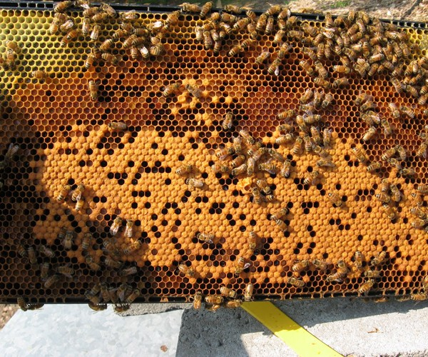 Honeycomb frame filled with honey and bee pollen