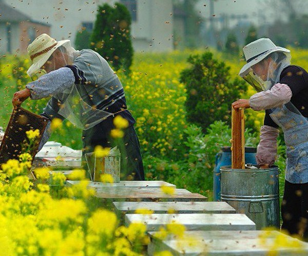 Beekeepers inspecting hives in a field of flowers