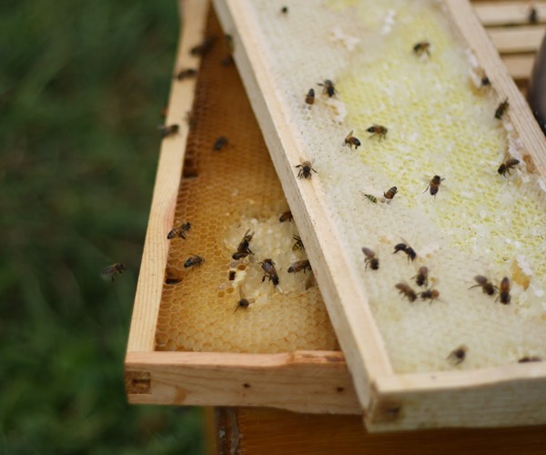 Bees on honeycomb frames in an open beehive