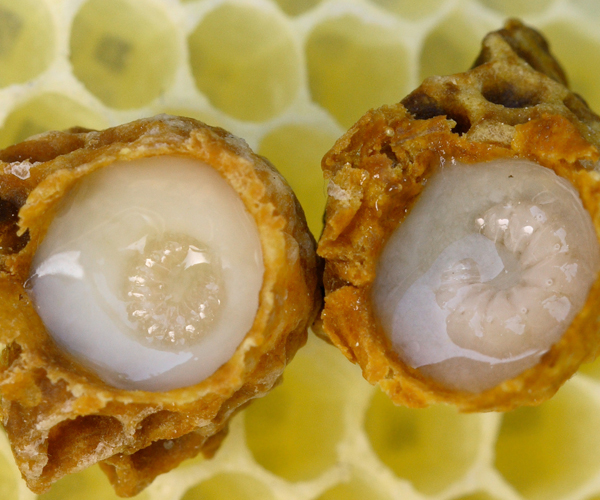 Close-up of two royal jelly queen cells on honeycomb