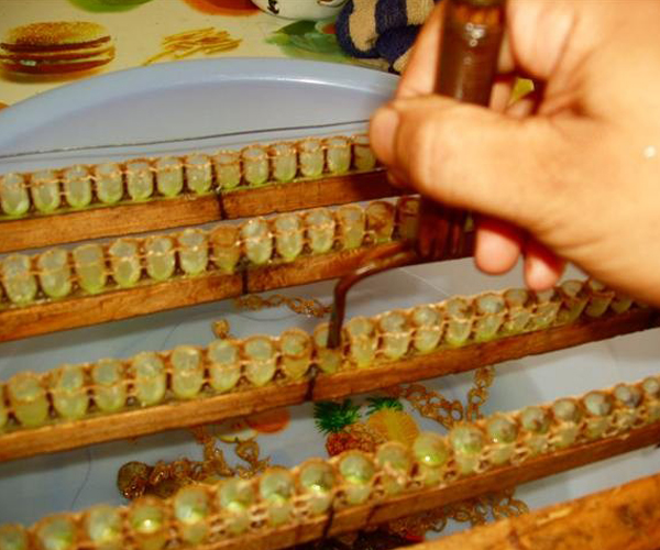 Hand harvesting royal jelly from queen cell frames