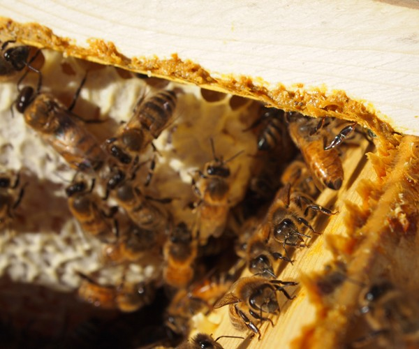 Bees working on a honeycomb frame in the hive